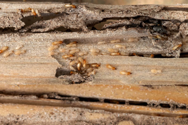 Best Affordable Pest Control Services  in Wareham Center, MA