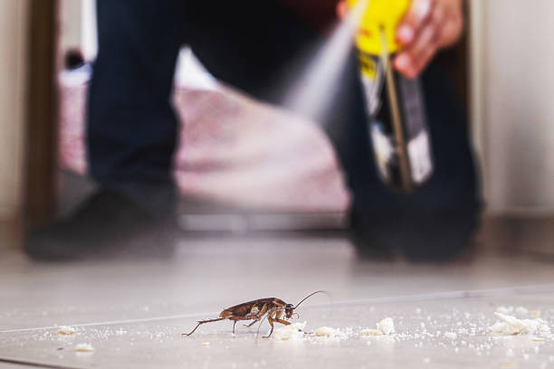 Best Wasp Removal Services  in Wareham Center, MA
